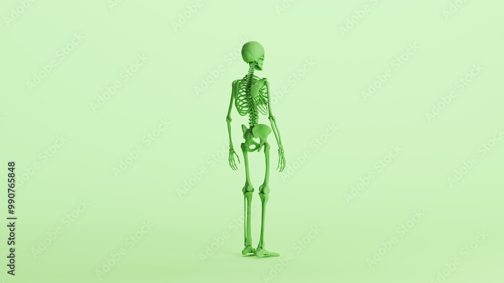 Green skeleton anatomy model muscles study mannequin monochrome pale mint green background back quarter right view 3d illustration render digital rendering Green skeleton anatomy model muscles study mannequin monochrome pale mint green background back quarter right view 3d illustration render digital rendering