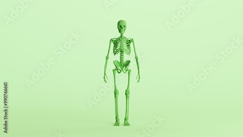 Green skeleton anatomy model muscles study mannequin monochrome pale mint green background front view 3d illustration render digital rendering	 photo