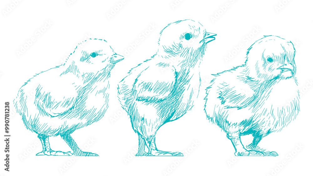 Png baby chicks sketch illustration, transparent background Png baby chicks sketch illustration, transparent background