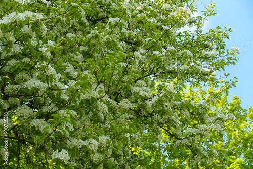 A lot of white flowers in the leafage of pear tree in May photo