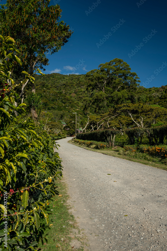 Coffee Plantation in Chiriqui highlands in the peak harvest season, Boquete, Panama - stock photo Coffee Plantation in Chiriqui highlands in the peak harvest season, Boquete, Panama - stock photo