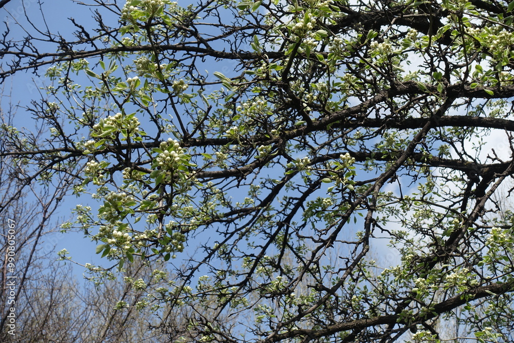 Bright blue sky and branches of blossoming pear tree in April Bright blue sky and branches of blossoming pear tree in April