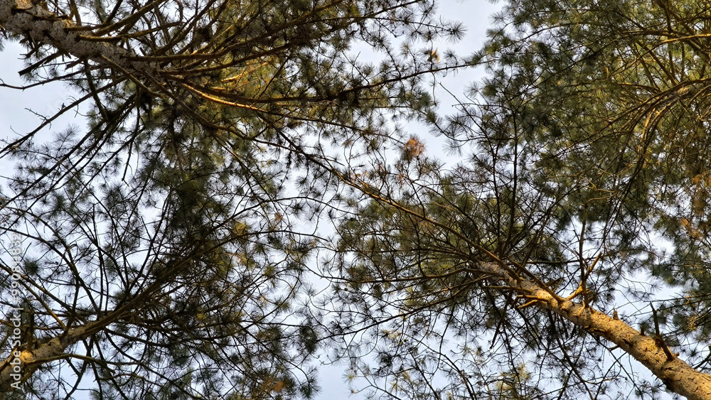 Fototapeta premium tall pine trees in the forest in spring