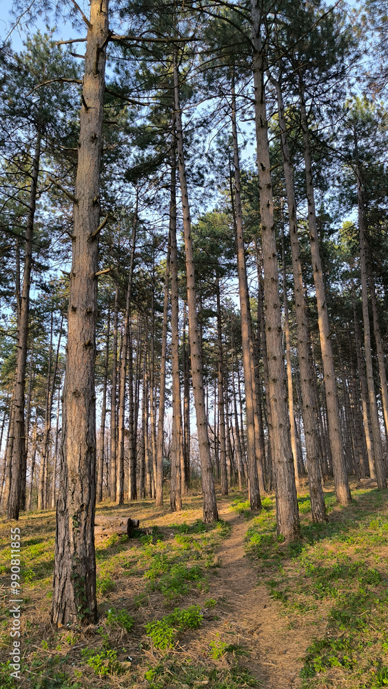tall pine trees in the forest in spring tall pine trees in the forest in spring