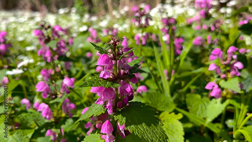 blooming colorful spring flowers in the Fruska Gora