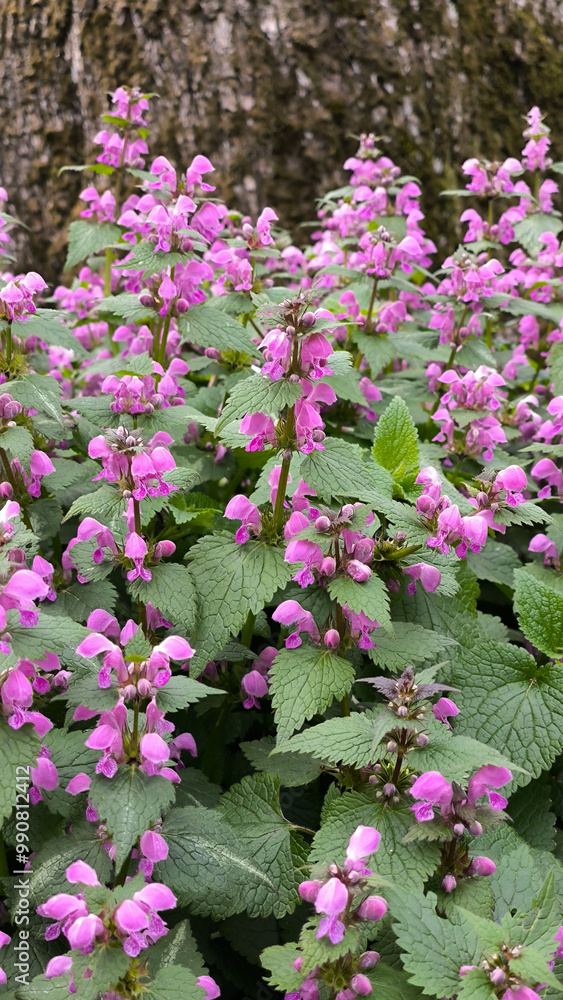 Obraz premium blooming colorful spring flowers in the Fruska Gora