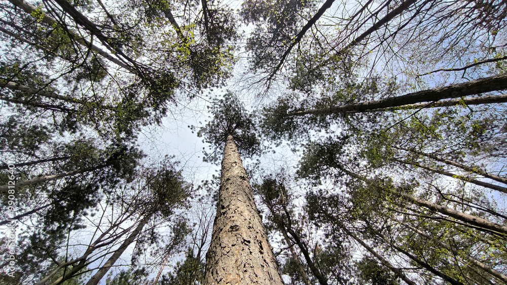 Fototapeta premium tall pine trees in the forest in spring