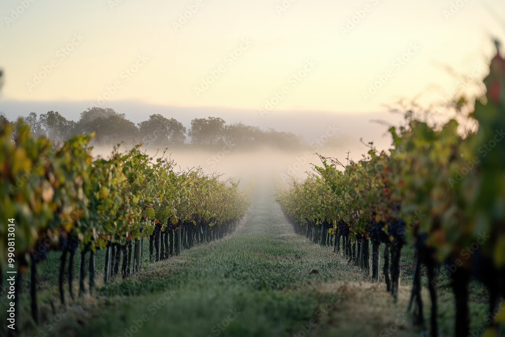 Naklejka premium A morning mist envelops a vineyard, with the soft light creating an ethereal and tranquil setting among the rows of grapevines