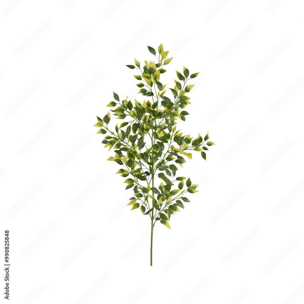Variegated Green Leaf Sprig Isolated on White Background Variegated Green Leaf Sprig Isolated on White Background