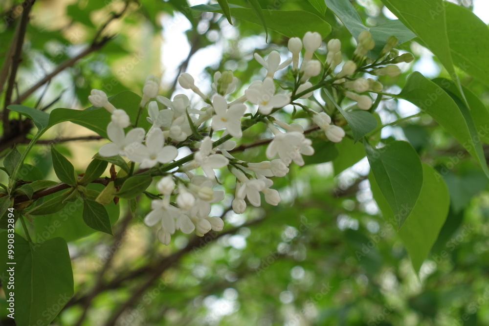 Beginning of florescence of white common lilac in May Beginning of florescence of white common lilac in May
