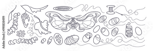 Silk moth, cocoons. Butterfly life cycle line set