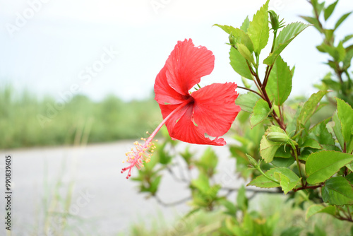 flower of Shoeblackplant plant, red Shoeblackplant flower, shoeblackplant flowers bloom among its dense leaves, Beautiful red flower closeup, Chakwal, Punjab, Pakistan photo