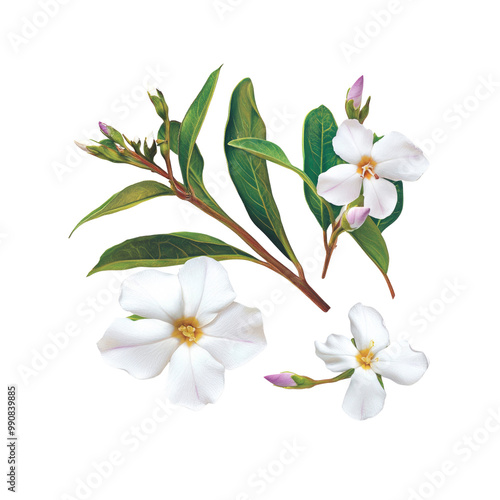 White Flowers with Green Leaves