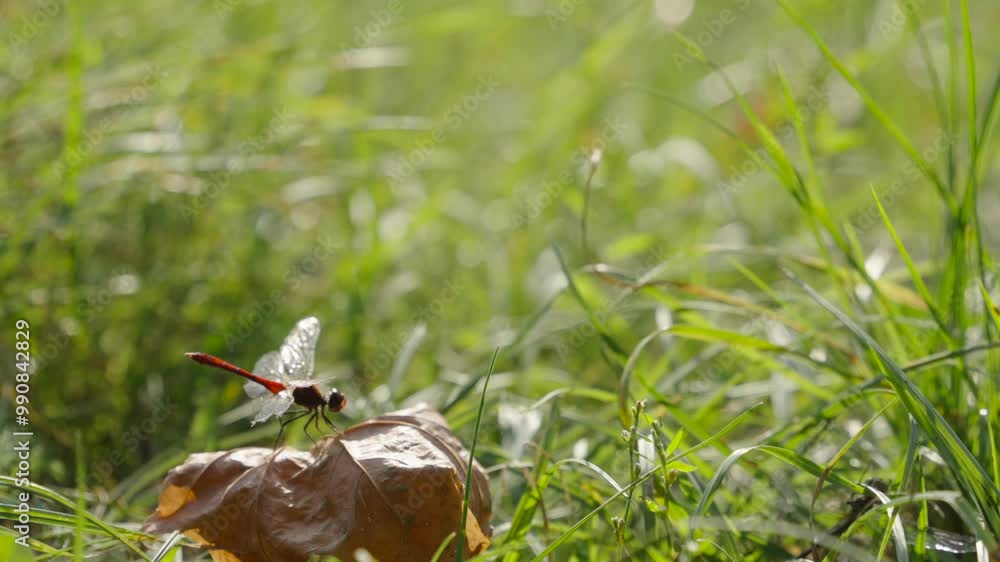 Dragonfly taking off from yellow leaf, slow motion Dragonfly taking off from yellow leaf, slow motion