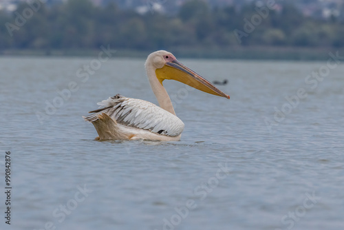 Photography Pink pelican swimming in a lake called Uluabat next to Istanbul, Turkey at a sunny evening in summer