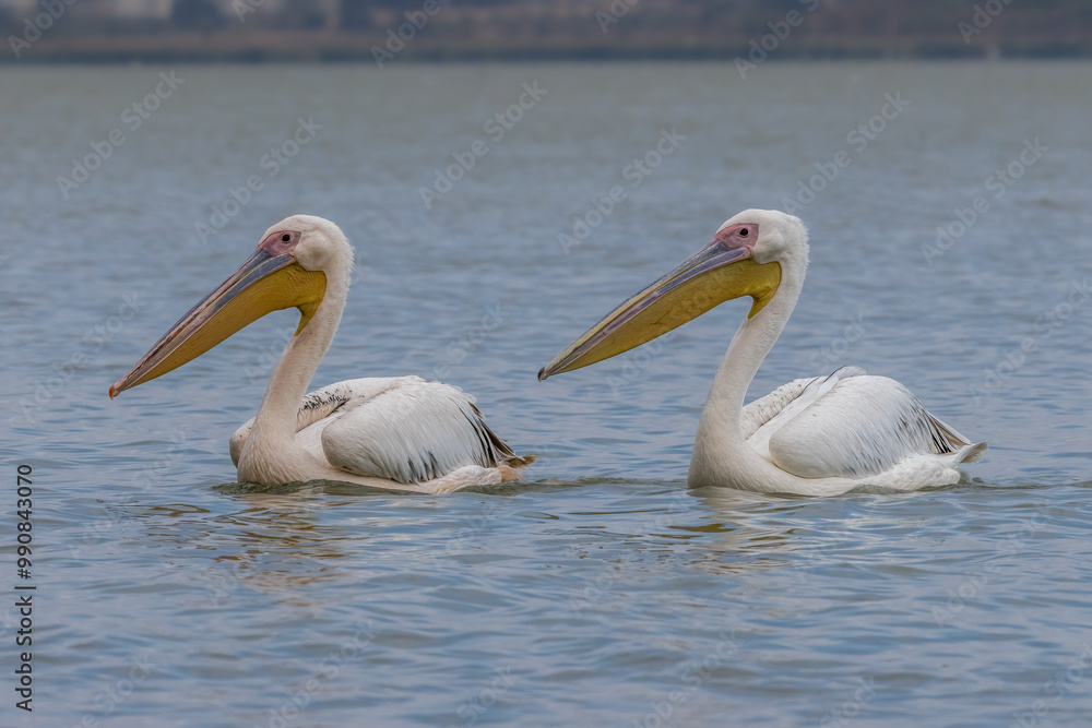 A pink pelican couple swimming in a lake called Uluabat next to Istanbul, Turkey at a sunny evening in summer. A pink pelican couple swimming in a lake called Uluabat next to Istanbul, Turkey at a sunny evening in summer.