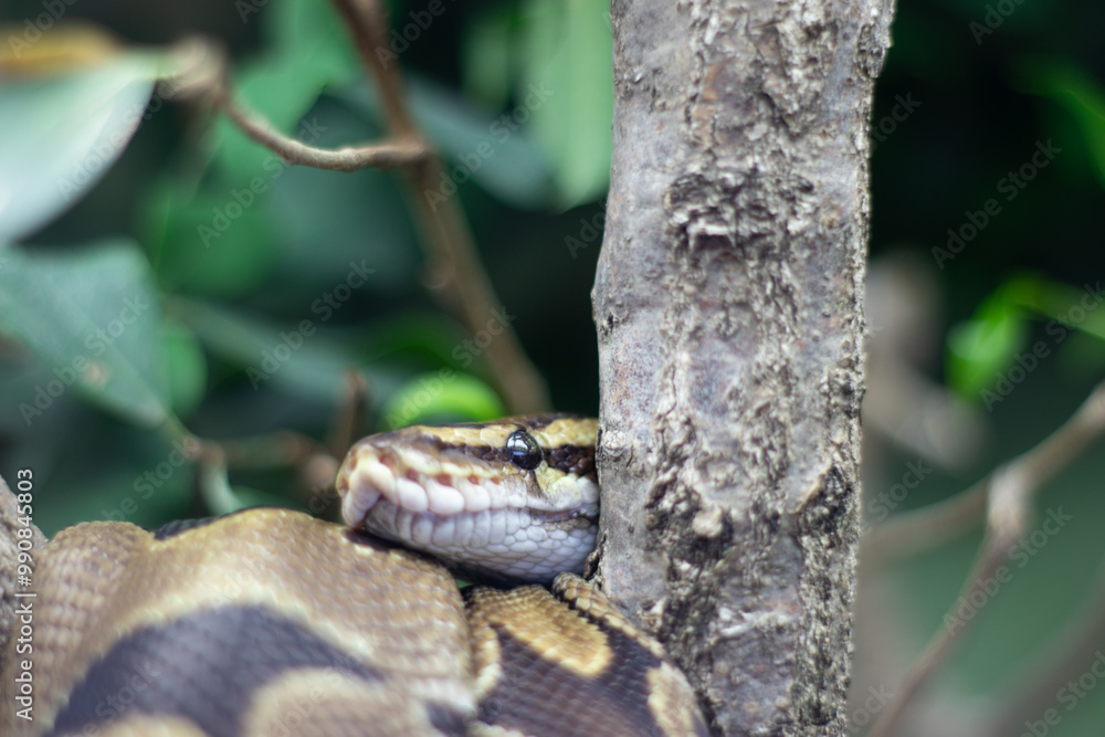 Fototapeta premium close up of a snake