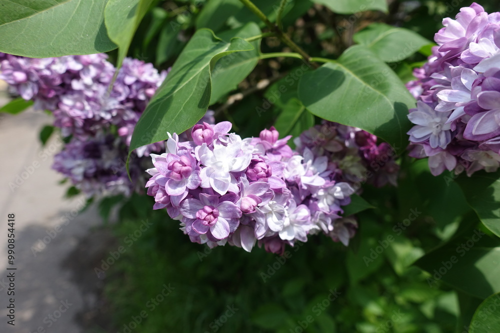 Flowers of light violet double Syringa vulgaris in mid May Flowers of light violet double Syringa vulgaris in mid May