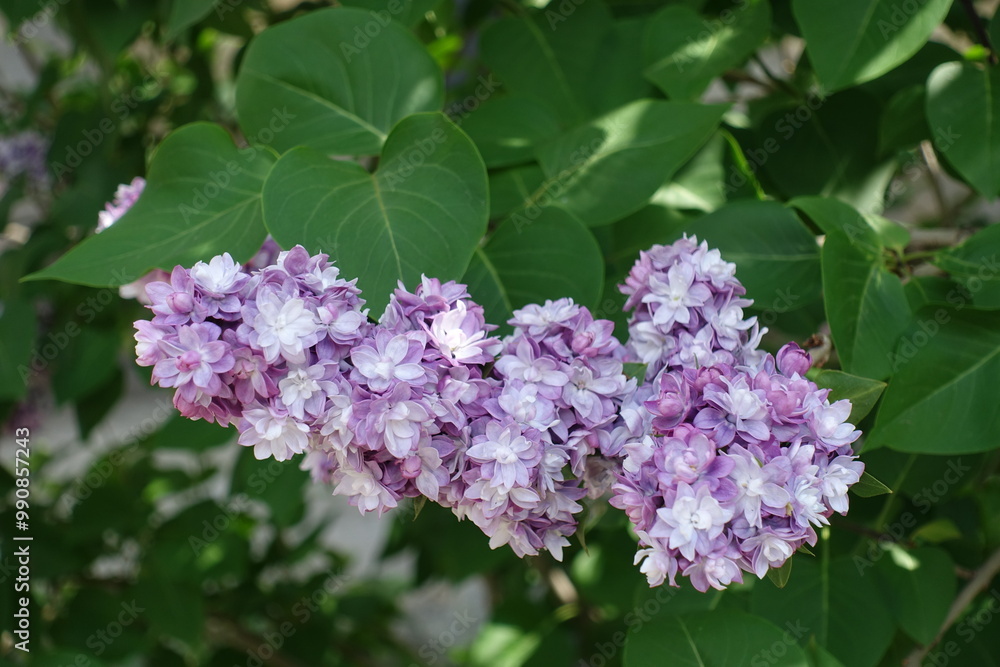 Light violet flowers of double Syringa vulgaris in mid May Light violet flowers of double Syringa vulgaris in mid May