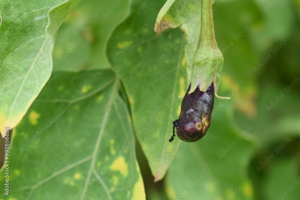 Fresh long purple brinjal (eggplant) hanging on the plant, brinjal in the vegetable field waiting to be picked for consumption. brinjal hanging on the brinjal plant. Fresh vegetable, healthy vegetable Fresh long purple brinjal (eggplant) hanging on the plant, brinjal in the vegetable field waiting to be picked for consumption. brinjal hanging on the brinjal plant. Fresh vegetable, healthy vegetable