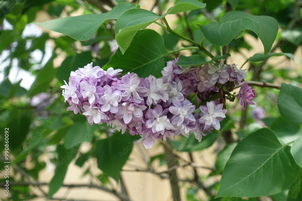 Pastel violet flowers of double Syringa vulgaris in mid May Pastel violet flowers of double Syringa vulgaris in mid May