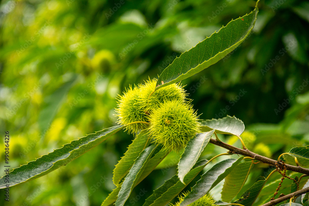 sweet chestnuts ripening on the branches of the tree, autumn fruits sweet chestnuts ripening on the branches of the tree, autumn fruits