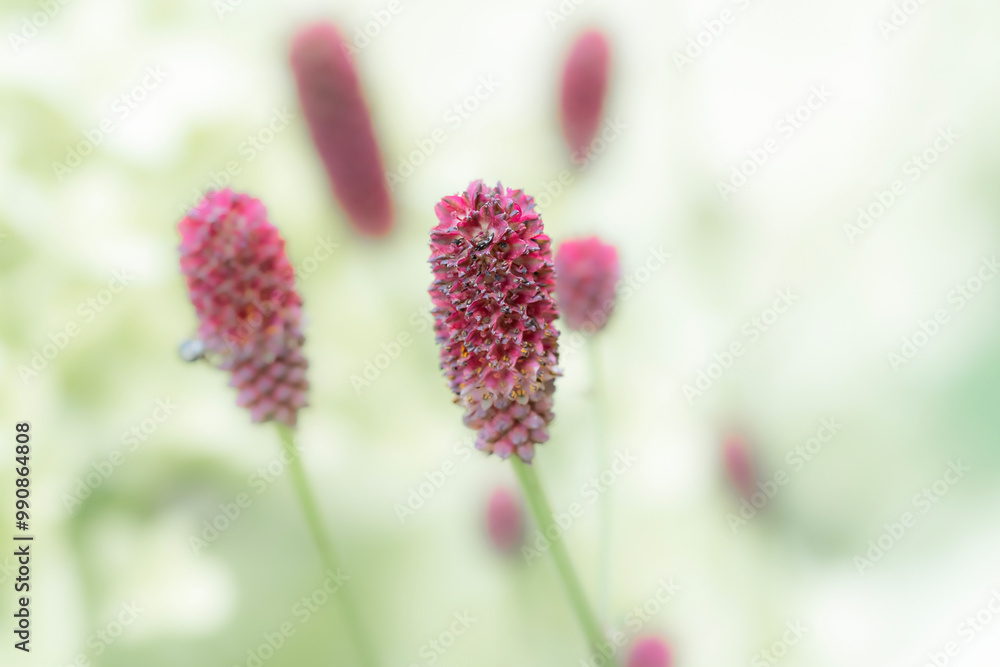 Great burnet Sanguisorba officinalis wild flowers in bloom macro Great burnet Sanguisorba officinalis wild flowers in bloom macro
