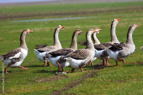 A flock of geese is grazing on a green meadow. The geese are walking together one after another.