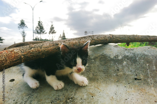 Canvas Print Stray cats in city parks are increasingly breeding out of control, some of them