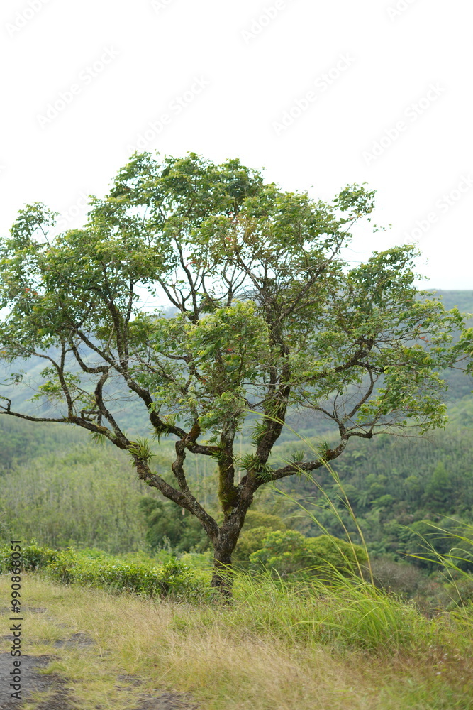 Natural views on expansive hills Natural views on expansive hills