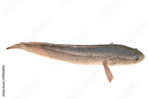 Large, fresh, not dead snakehead fish placed isolated on cut out PNG or transparent background. Snakehead fish are freshwater fish that live in rivers and canals in Asia. They eat meat or small fish. photo