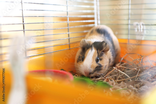 People take care of the guinea pig and play with it. photo