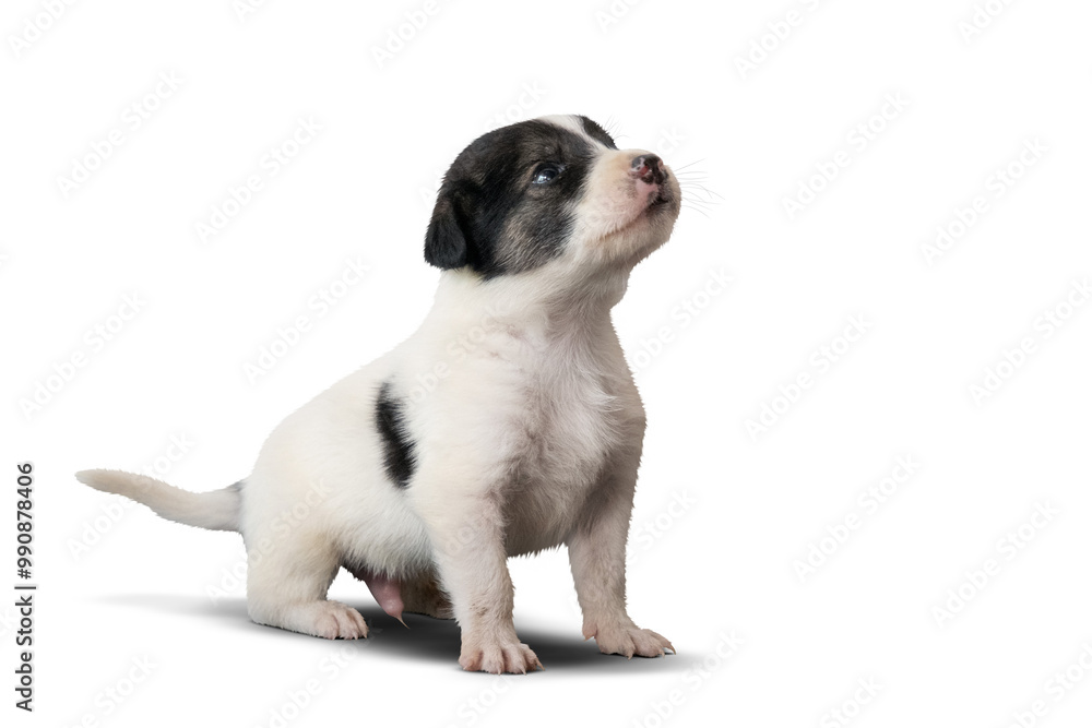 Fox Terrier Puppy on transparent Background Fox Terrier Puppy on transparent Background
