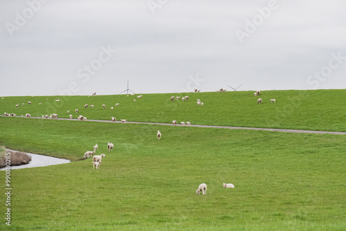 Schafe auf dem Deich in Ostfriesland