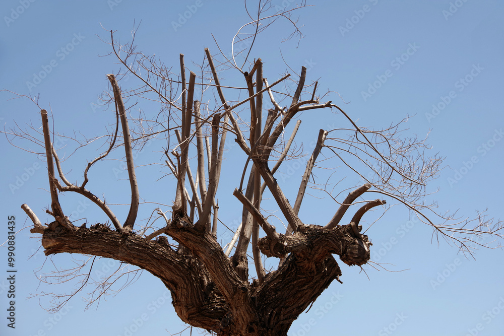 Severely trimmed tree under blue summer sky Severely trimmed tree under blue summer sky