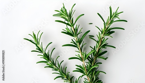 Culinary Delight: Fresh Rosemary Sprigs for Flavorful Dishes and Aromatic Infusions photo