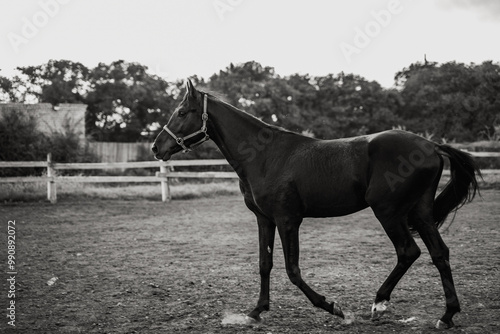 The horse is galloping. Black and white photo
