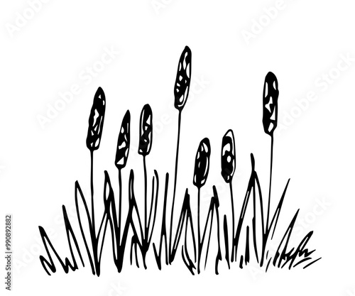 Reed bush, thickets, marsh and lake vegetation. Plants and nature. Simple hand drawn vector illustration with black outline. Sketch in ink.