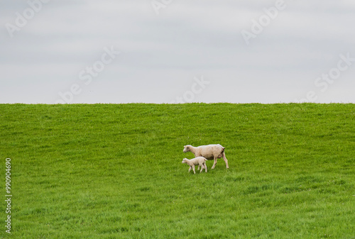 Schaf mit Lamm auf dem Deich in Ostfriesland