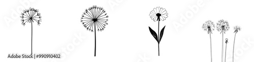 Black and white contour line easy drawing of single dandelion blowball flower with flying seeds photo