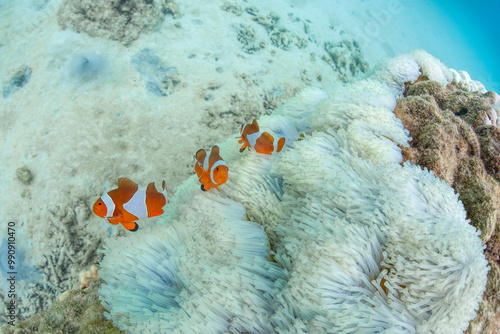 Clown anemonefish guarding their home