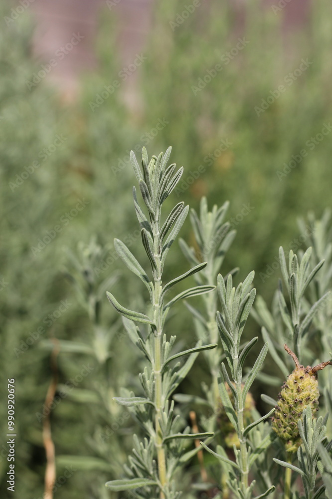 rosemary on wooden background rosemary on wooden background