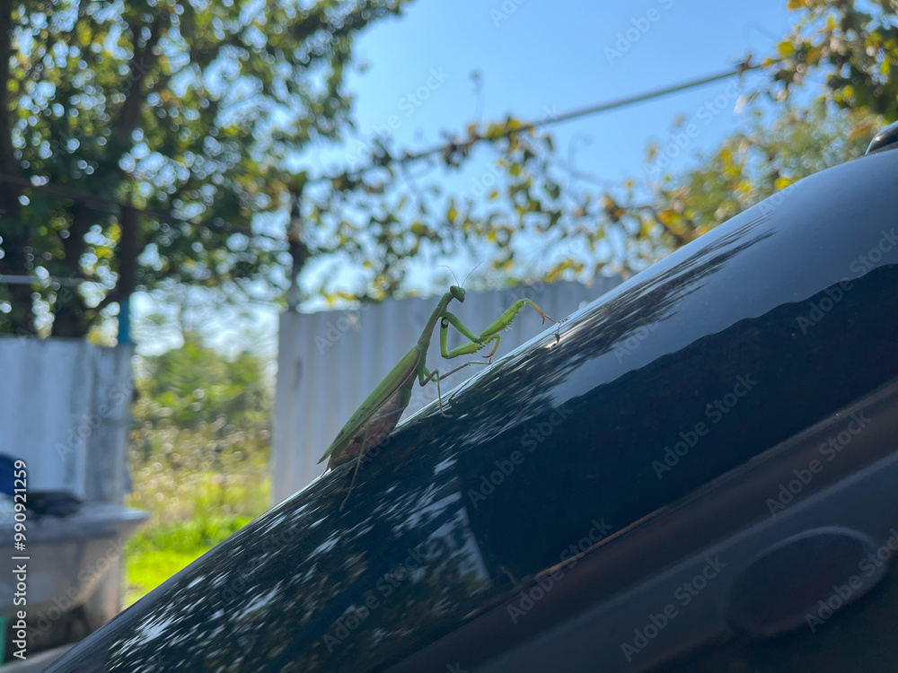 Fototapeta premium Common Praying Mantis on car hood