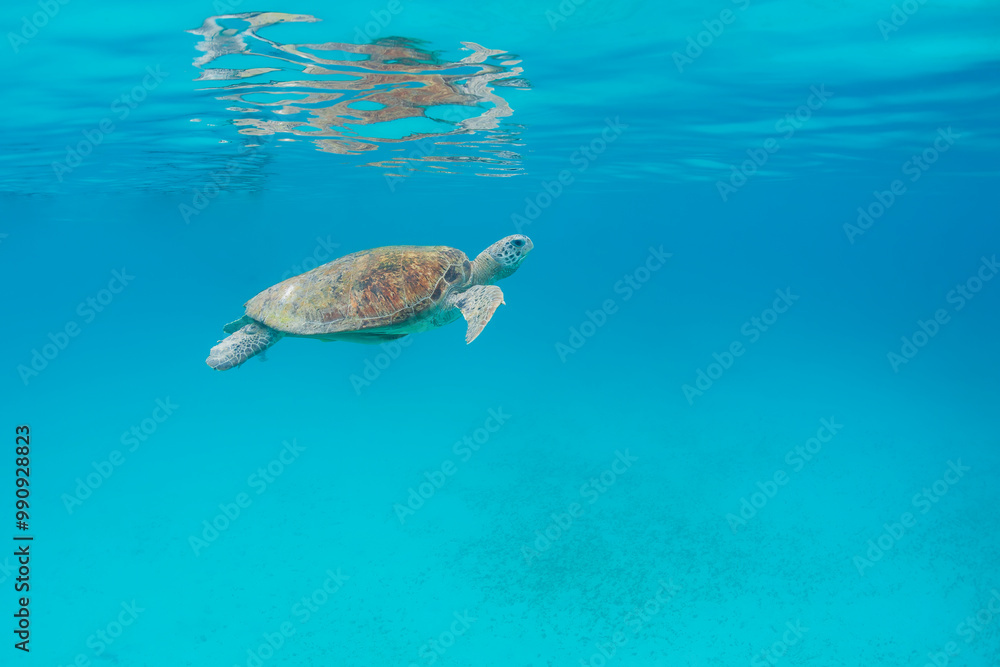 Fototapeta premium Green Turtle at Perhentian island, Malaysia
