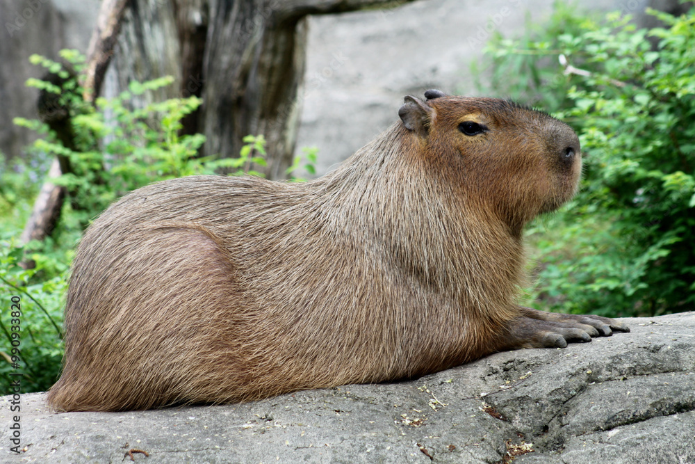 Resting Capybara