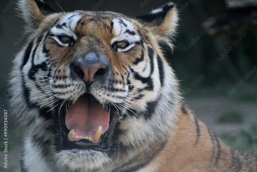 Obraz premium Close-up of Tiger with Mouth Open
