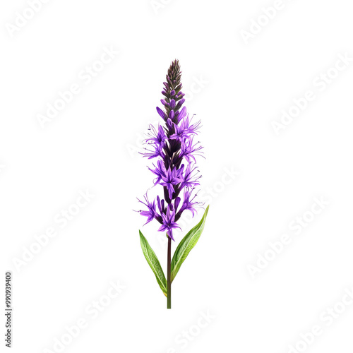 Purple Flower with Green Leaves on White Background