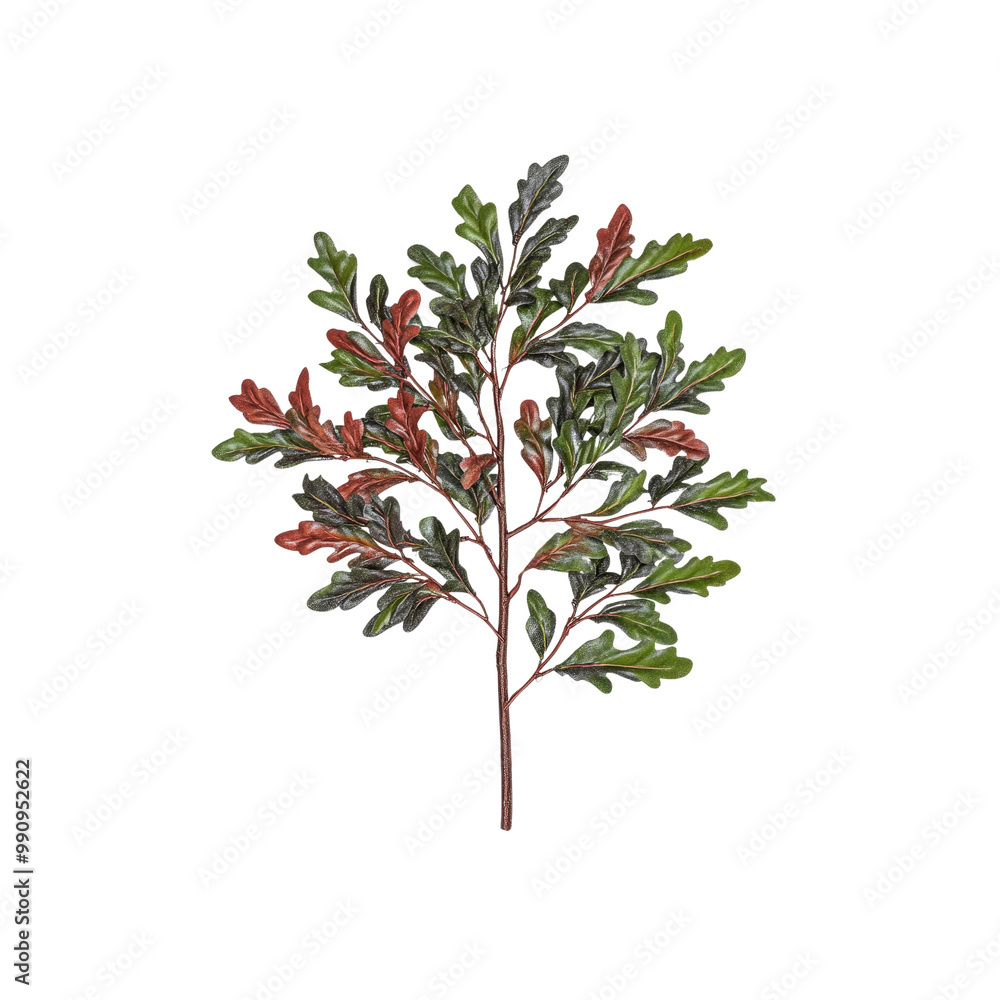 Fototapeta premium Green and Red Oak Leaves Branch