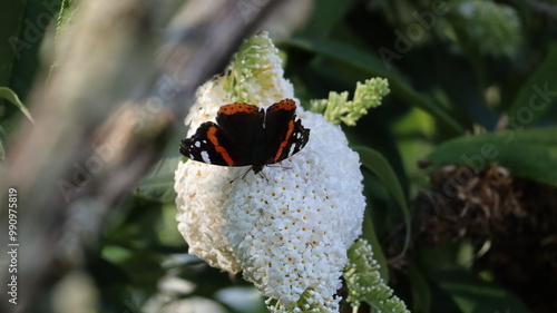 Red Admiral butterfly in a garden