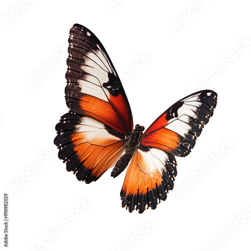 Pełne ujęcie pięknego motyla z rozpostartymi skrzydłami, delikatnie frunącego na przezroczystym tle.